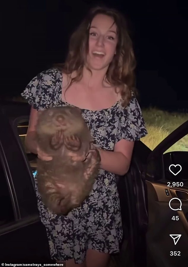 US tourist under official investigation for her 'heinous act' with a baby wombat: 'I can't wait for Australia to see the back of her'