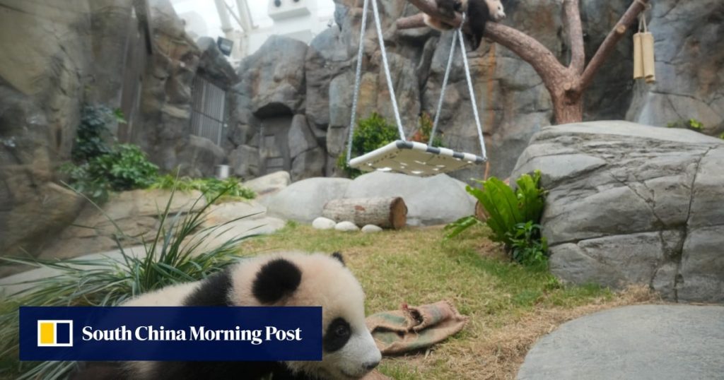 Video | Hong Kong’s panda cubs making first public appearance with mother Ying Ying