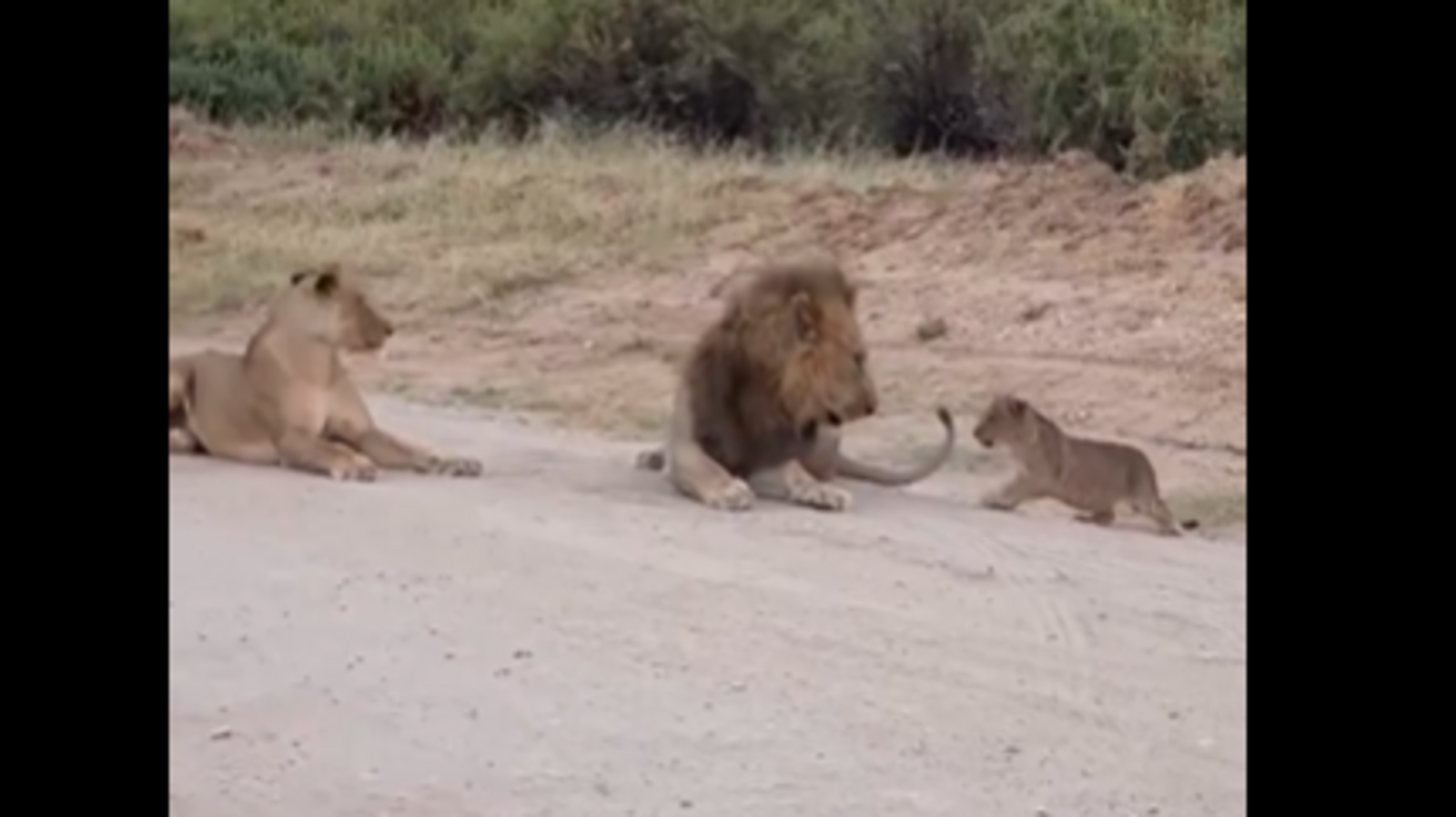 Viral video: Lion cub sneaks up on napping parents, internet melts over the adorable scare | Trending