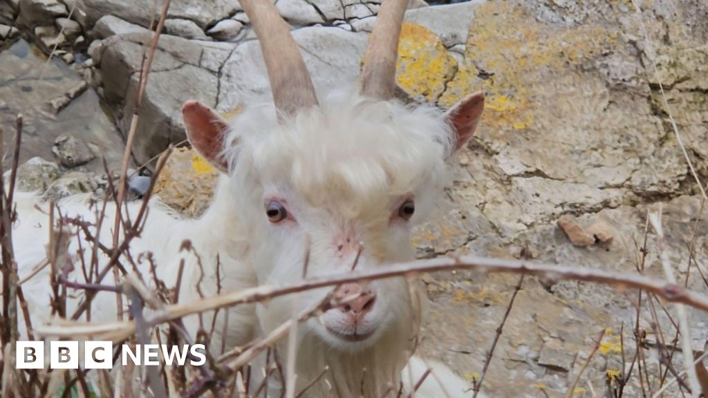 'World famous' goats rising in seaside town