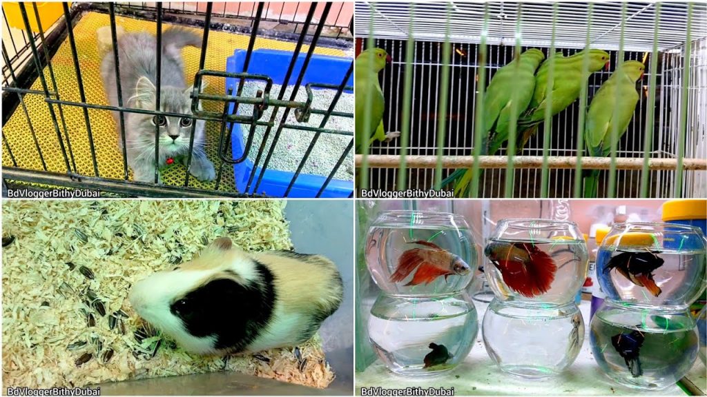 দুবাই তে পাখির দাম শুনে আমি তো অভাক।#bangladeshivlogger