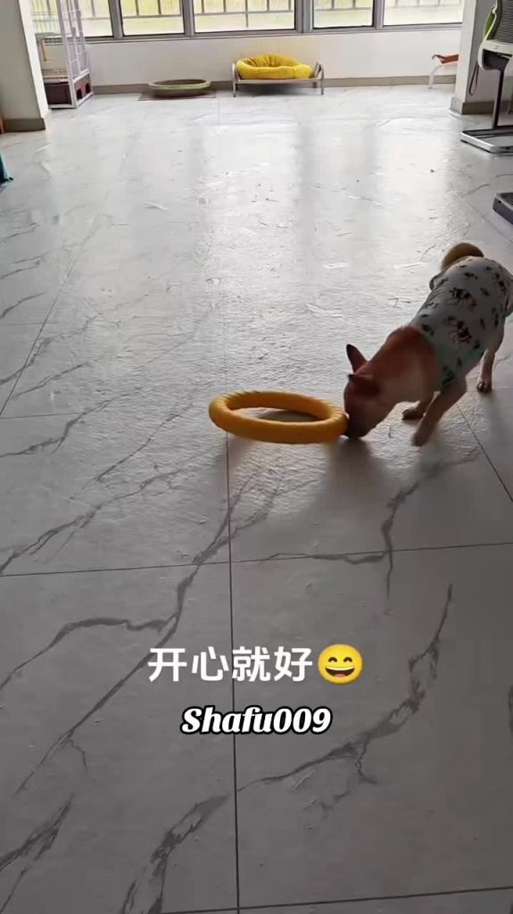 @shafu009 #粉丝一千万#pet#pets#cute#funny  #dog#funnydog#funnyvideos#viral #foryou#Io...