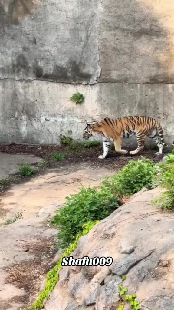 @shafu009 #粉丝一千万#pet#pets#cute#funny  #animals#funnyvideos#foryou#IoI  #viral#fy...