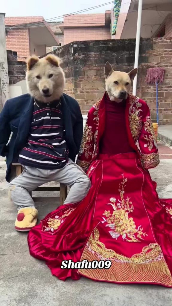 @shafu009 #粉丝一千万#pet#pets#cute#funny  #dog#funnydog#funnyvideos#viral #foryou#Io...