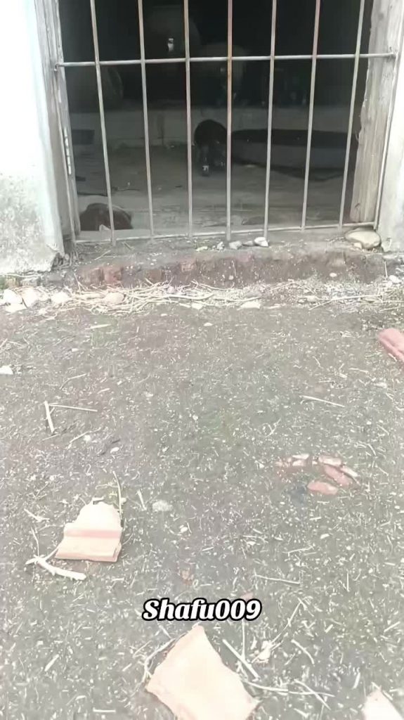 @shafu009 #粉丝一千万#pet#pets#cute#funny  #dog#funnydog#funnyvideos#viral #foryou#Io...