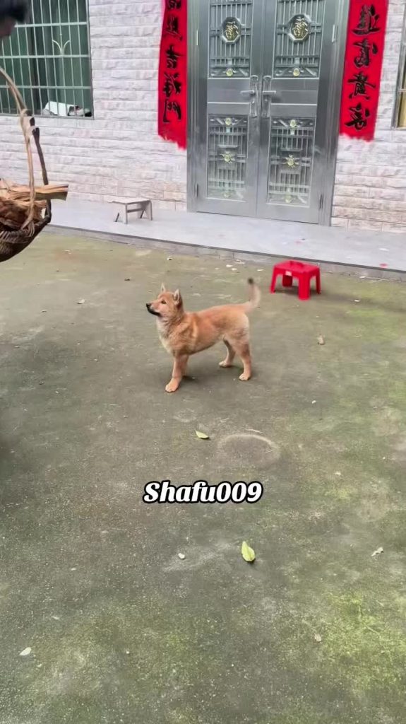 @shafu009 #粉丝一千万#pet#pets#cute#funny  #dog#funnydog#funnyvideos#viral #foryou#Io...