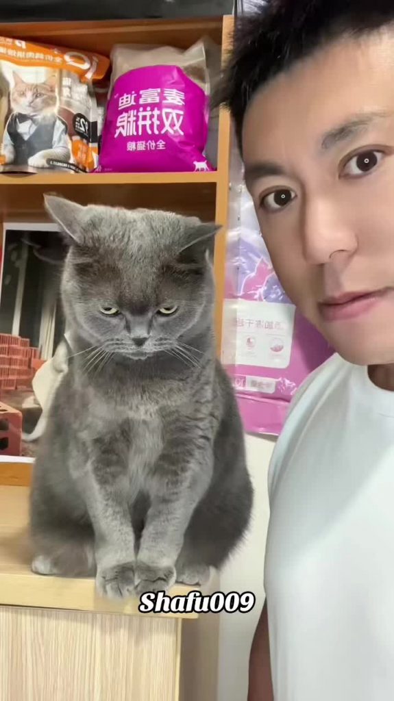 @shafu009 #粉丝一千万#pet#pets#cute#funny  #cat#funnycat#funnyvideos#viral  #foryou#I...