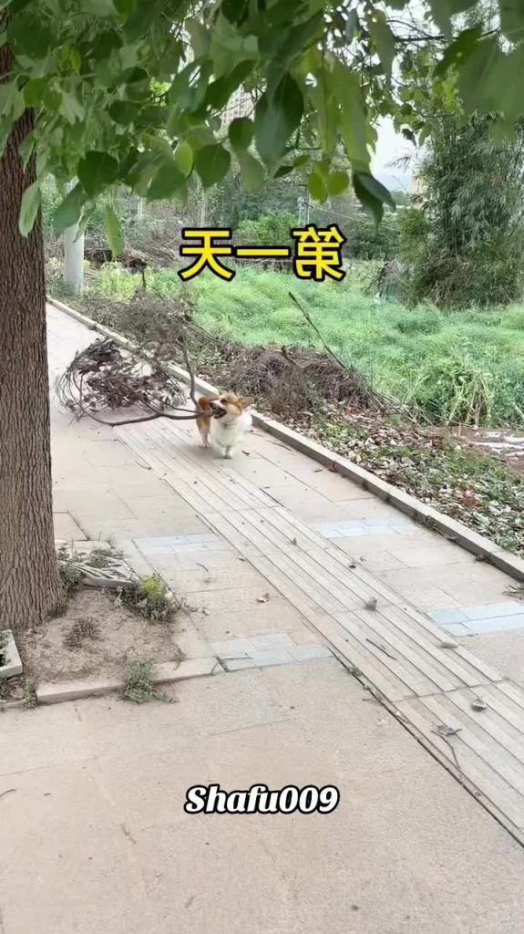 @shafu009 #粉丝一千万#pet#pets#cute#funny  #dog#funnydog#funnyvideos#viral #foryou#Io...