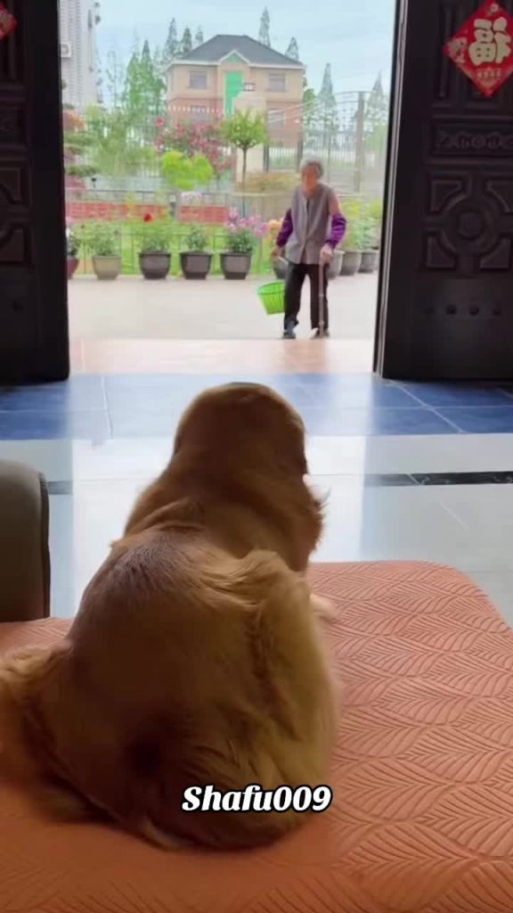 @shafu009 #粉丝一千万#pet#pets#cute#funny  #dog#funnydog#funnyvideos#viral #foryou#Io...