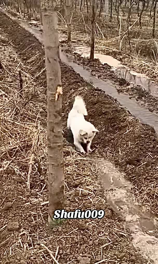 @shafu009 #粉丝一千万#pet#pets#cute#funny#viral #dog#funnydog#funnyvideos#foryou#IoI#...