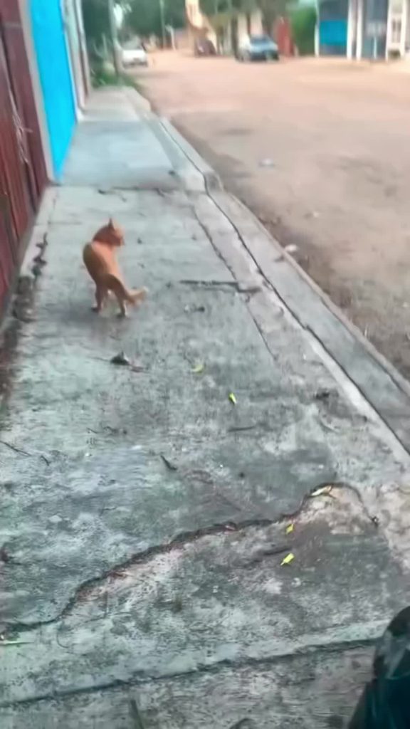 @funny.cat.planet  ...