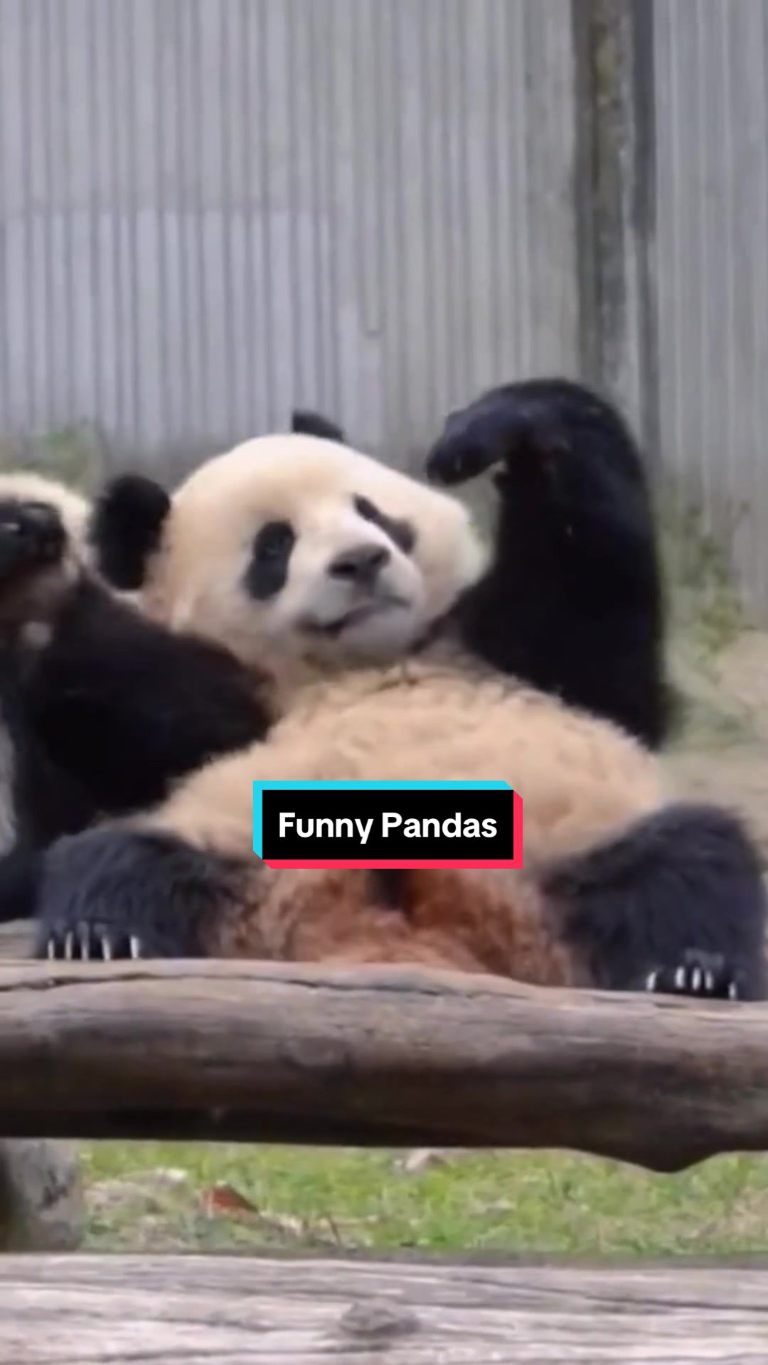 @incredibleanimalsoff Funny Pandas Compilation  #panda  ...