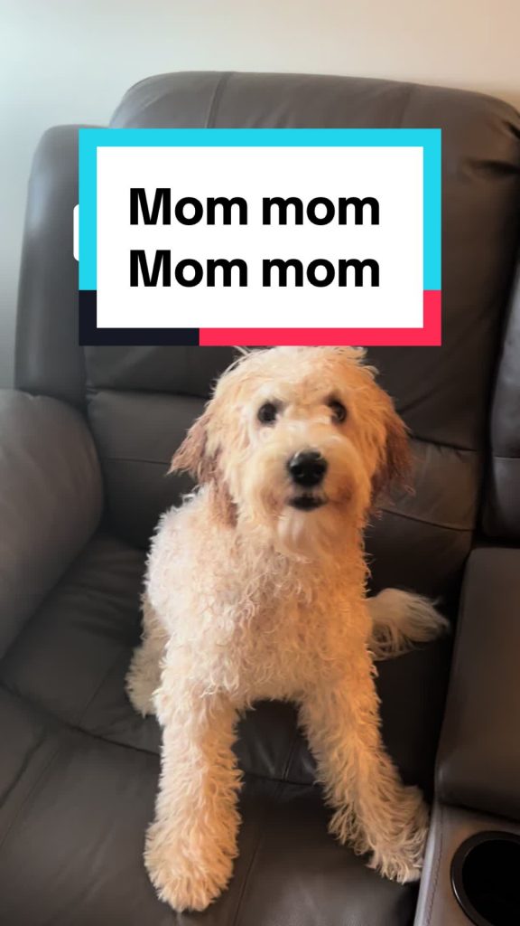 @lucylove512 Mom, mom, mom, mommy mommy ma ma hi  lol #imsorrybuddy #dogsoftikto...