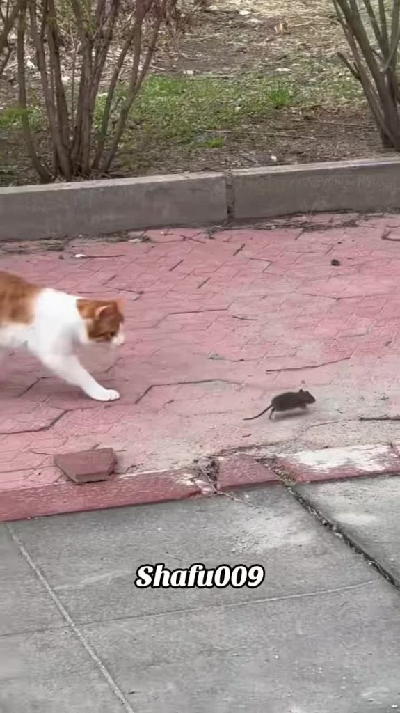 @shafu009 #粉丝一千万#pet#pets#cute #funny#cat#funnycat#viral  #funnyvideos#foryou#Io...