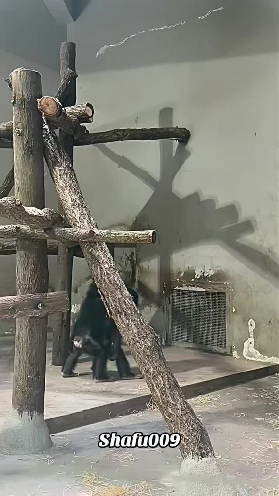 @shafu009 #粉丝一千万#pet#pets#cute#funny  #animals#funnyvideos#foryou#IoI  #viral#fy...