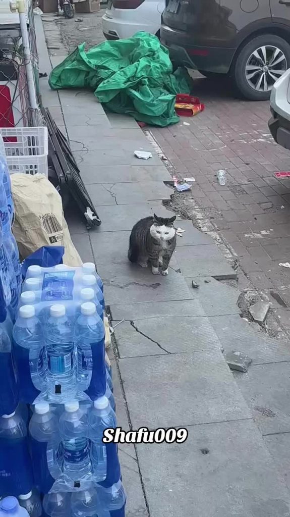 @shafu009 #粉丝一千万#pet#pets#cute#funny  #cat#funnycat#funnyvideos#viral  #foryou#I...