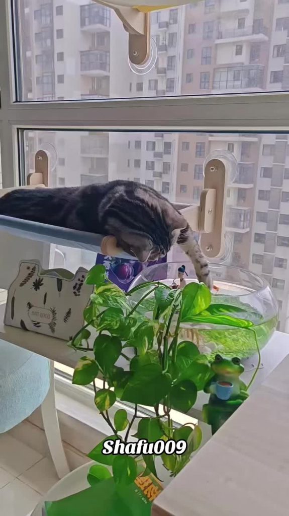 @shafu009 #粉丝一千万#pet#pets#cute#funny  #cat#funnycat#funnyvideos#viral #foryou#Io...