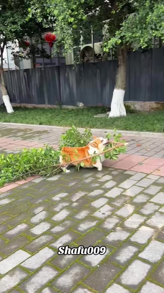 @shafu009 #粉丝一千万#pet#pets#cute#funny  #dog#funnydog#funnyvideos#viral  #foryou#I...