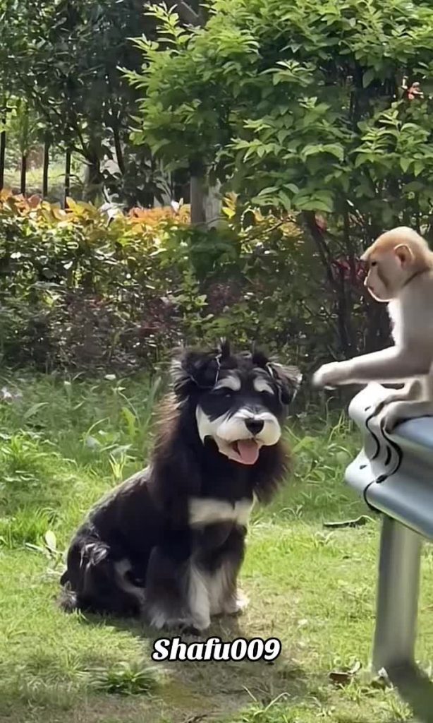 @shafu009 #粉丝一千万#pet#pets#cute#funny#viral  #animals#funnyvideos#foryou#IoI#fyp#...
