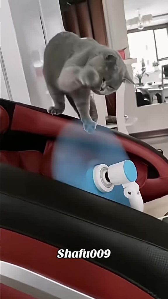 @shafu009 #粉丝一千万#pet#pets#cute#funny#viral #cat#funnycat#funnyvideos #foryou#IoI...