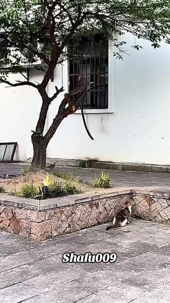 @shafu009 #粉丝一千万#pet#pets#cute#funny#viral  #cat#funnycat#funnyvideos#foryou#IoI...