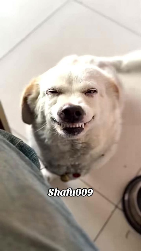 @shafu009 #粉丝一千万#pet#pets#cute#funny#viral #dog#funnydog#funnyvideos#foryou#IoI#...
