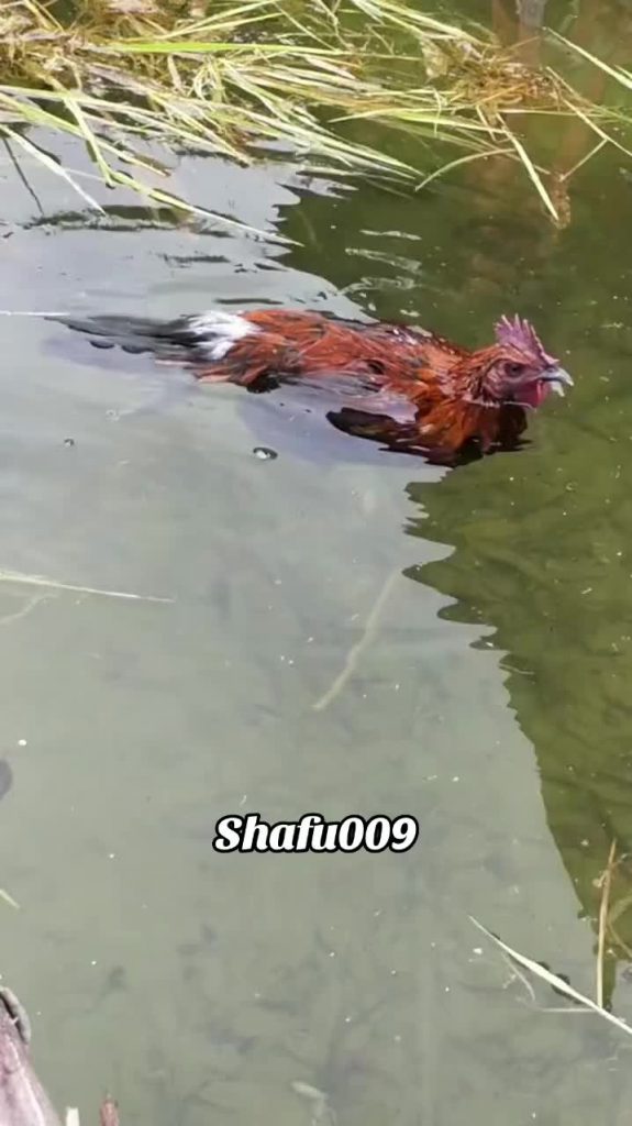 @shafu009 #粉丝一千万#pet#pets#cute#funny#viral  #funnyvideos#foryou#IoI#fyp#fypツ  ...