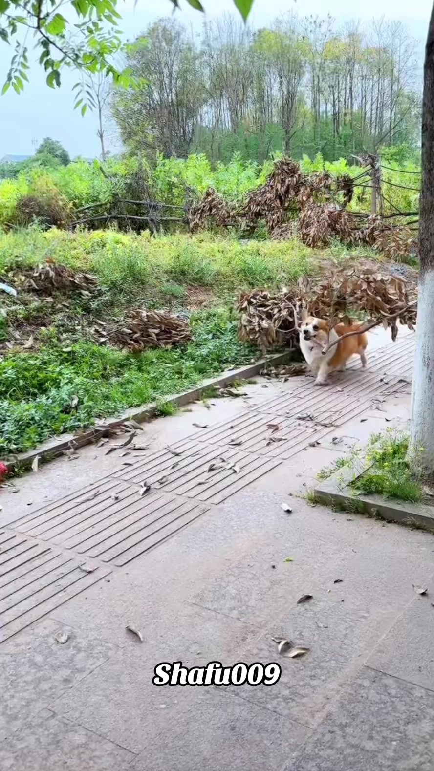 @shafu009 #粉丝一千万#pet#pets#cute#funny  #dog#funnydog#funnyvideos#viral #foryou#Io...