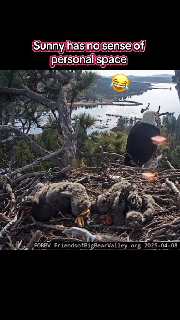 @wanderlustheart.xo They are so cute and funny #jackieandshadow #sunnyandgizmo ...