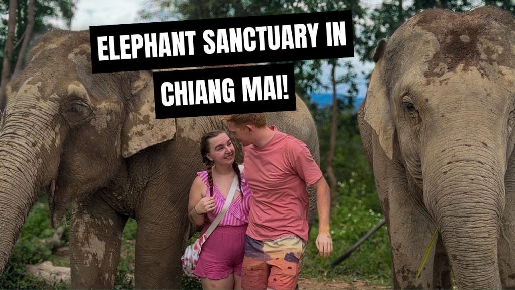 First time seeing Elephants in Chiang Mai, Thailand 🇹🇭
