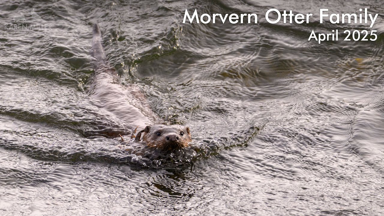 Otter Family