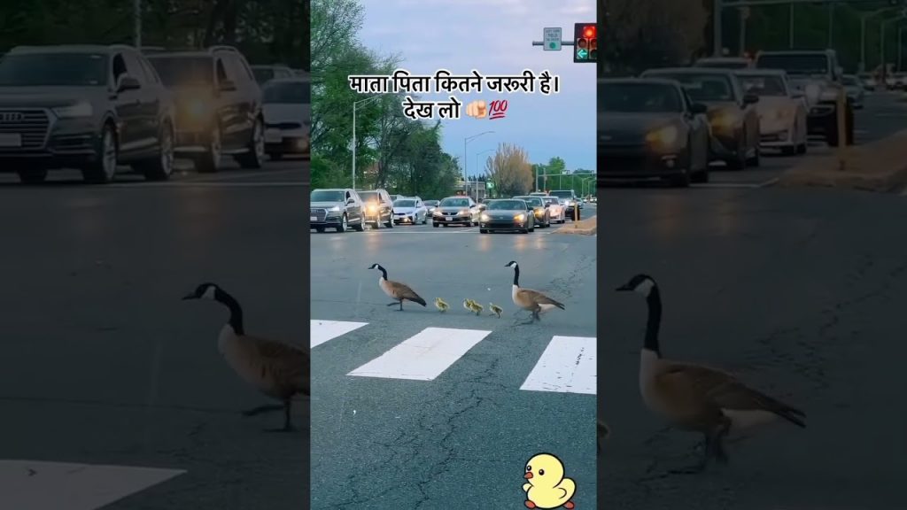 मां बाप🤔No one is greater than parents#like #shortvideo #love #song #subscribe #shear #viral_