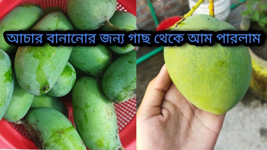 গাছ থেকে আম পারলাম কি আচার বানাবো? ঘরের মেঝে  কিভাবে  পরিস্কার করলাম। | Village life
