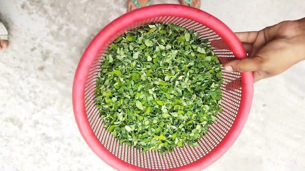 ছাদের গাছের জন্য  খাবার  রেডি করলাম। ছাদবাগান | Village life