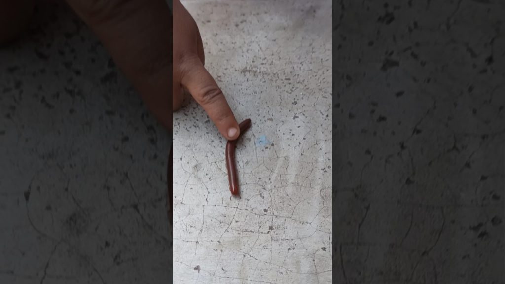 দৃপ্ত এটা কি করলো 😜😜 #youtubeshorts #subscribe