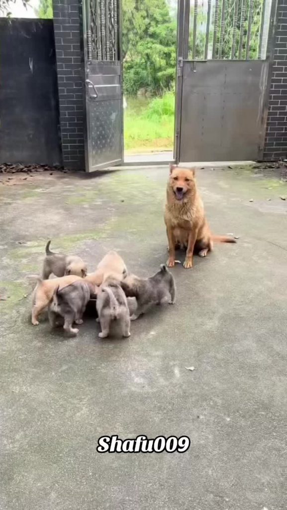 @shafu009 #粉丝一千万#pet#pets#cute#funny#viral#dog#funnydog#funnyvideos#foryou#IoI#f...