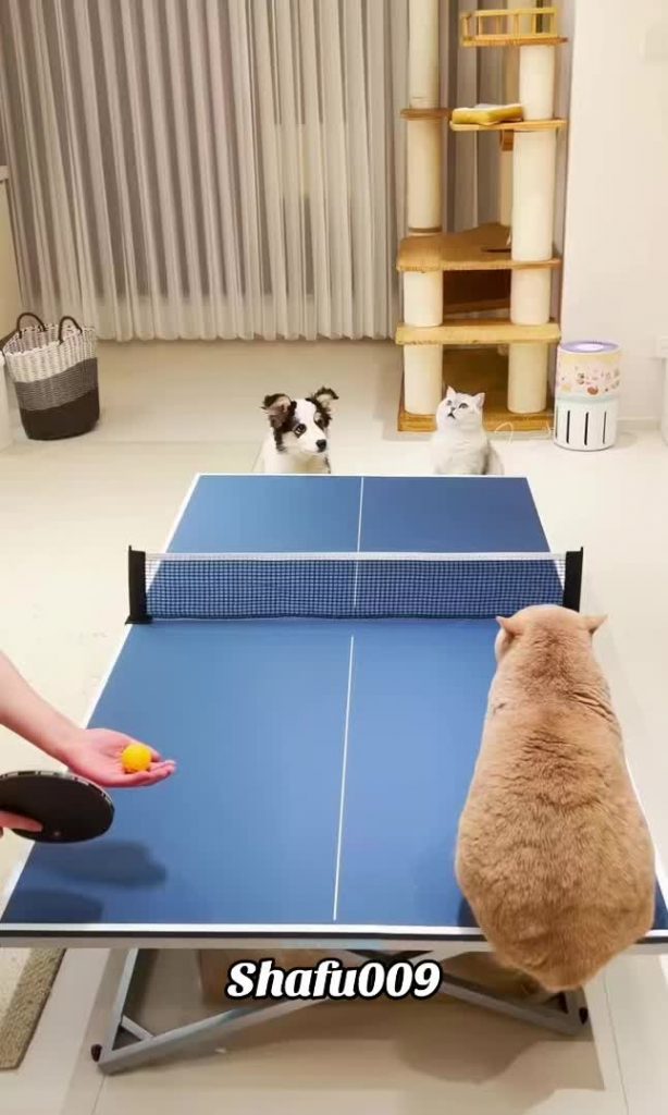 @shafu009 #粉丝一千万#pet#pets#cute#funny#viral#cat#funnycat#funnyvideos#foryou#IoI#f...