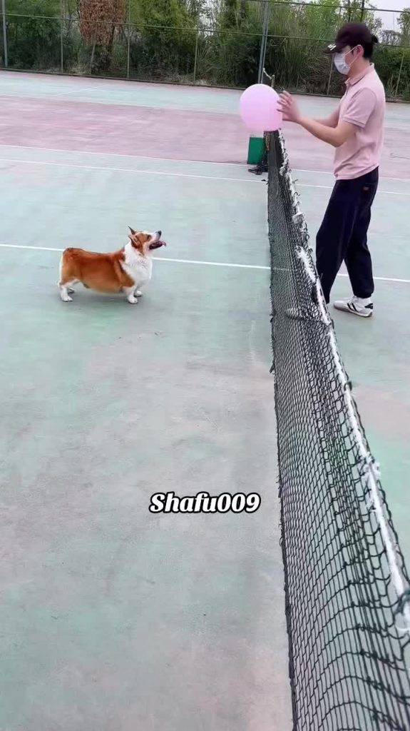 @shafu009 #粉丝一千万#pet#pets#cute#funny#viral#dog#funnydog#funnyvideos#foryou#IoI#f...