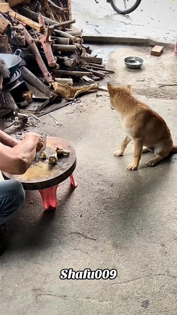 @shafu009 #粉丝一千万#pet#pets#cute#funny#viral#dog#funnydog#funnyvideos#foryou#IoI#f...