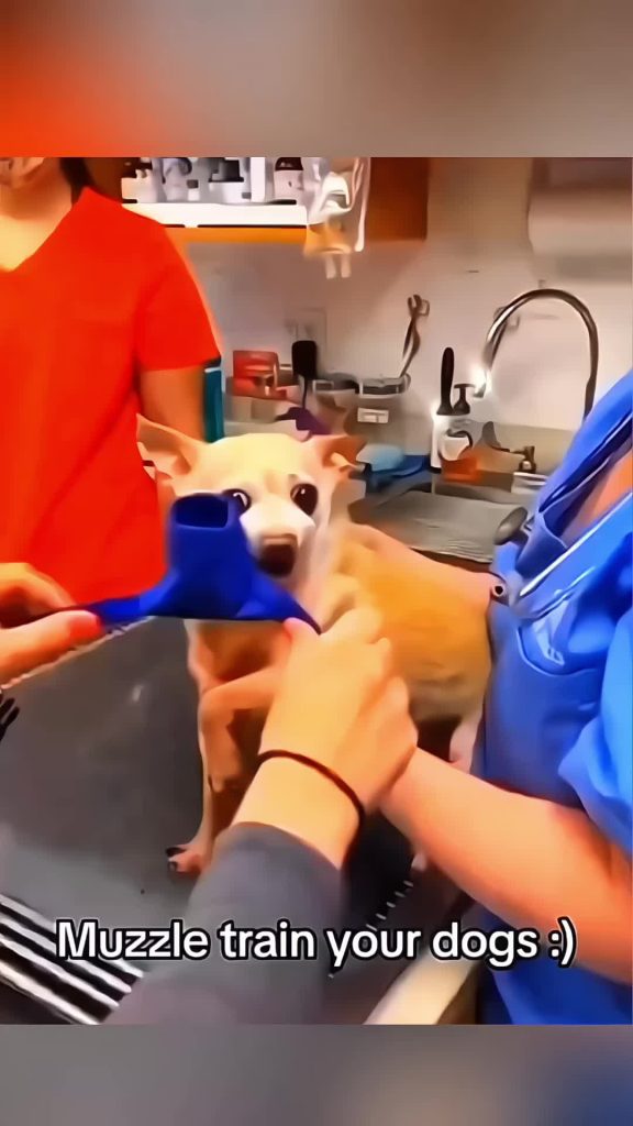 @love.animals746 funny animals  #pet #cat #dog #cute #animals #foryou #typ ...