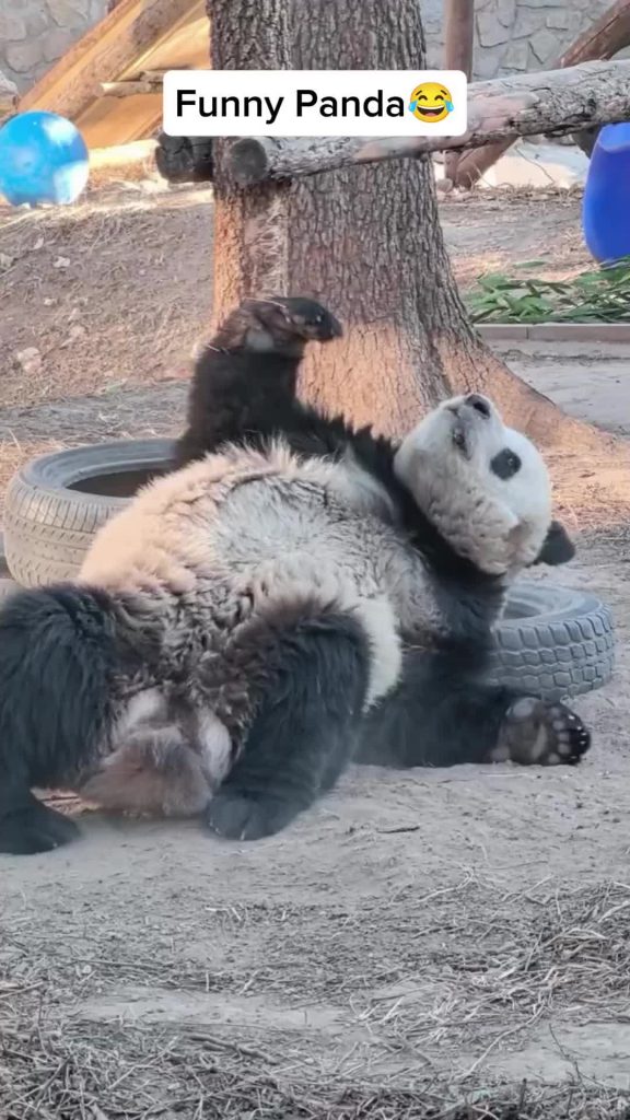 @animalsbehaviour funny pandas#panda #pandasoftiktok #cuteanimals #fyp  ...