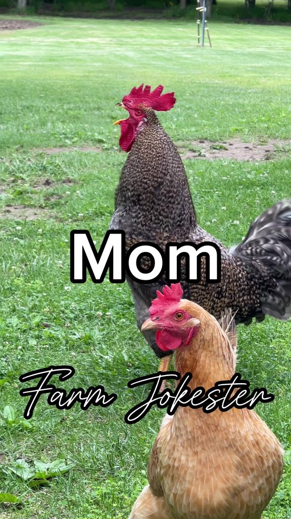 @farmjokester Happy Mother’s Day! Mom where are you? Come get your chicken! Send...