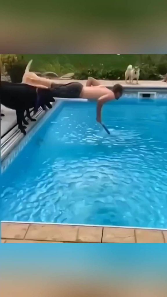 @funny.animals515 funny animals #pet #cat #dog #cute #animals #foryou #typ ...