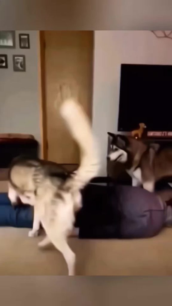 @love.animals746 funny animals #pet #cat #dog #cute #animals #foryou #typ ...