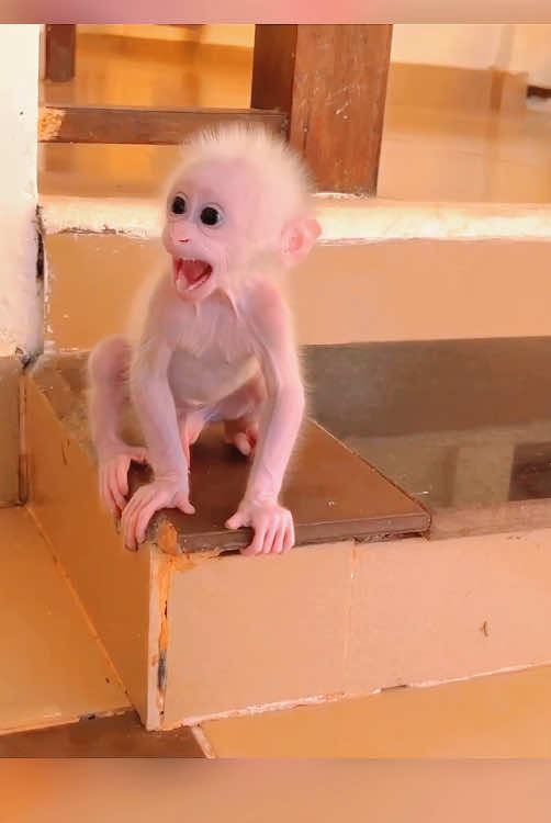 @monkey.bray Funny monkey #monkey #monkeydluffy #monkeysoftiktok #monkeybaby #mo...