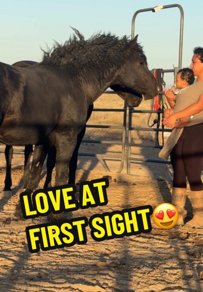 @pinaycowgirl My stallion was completely smitten It’s funny because when he’s e...