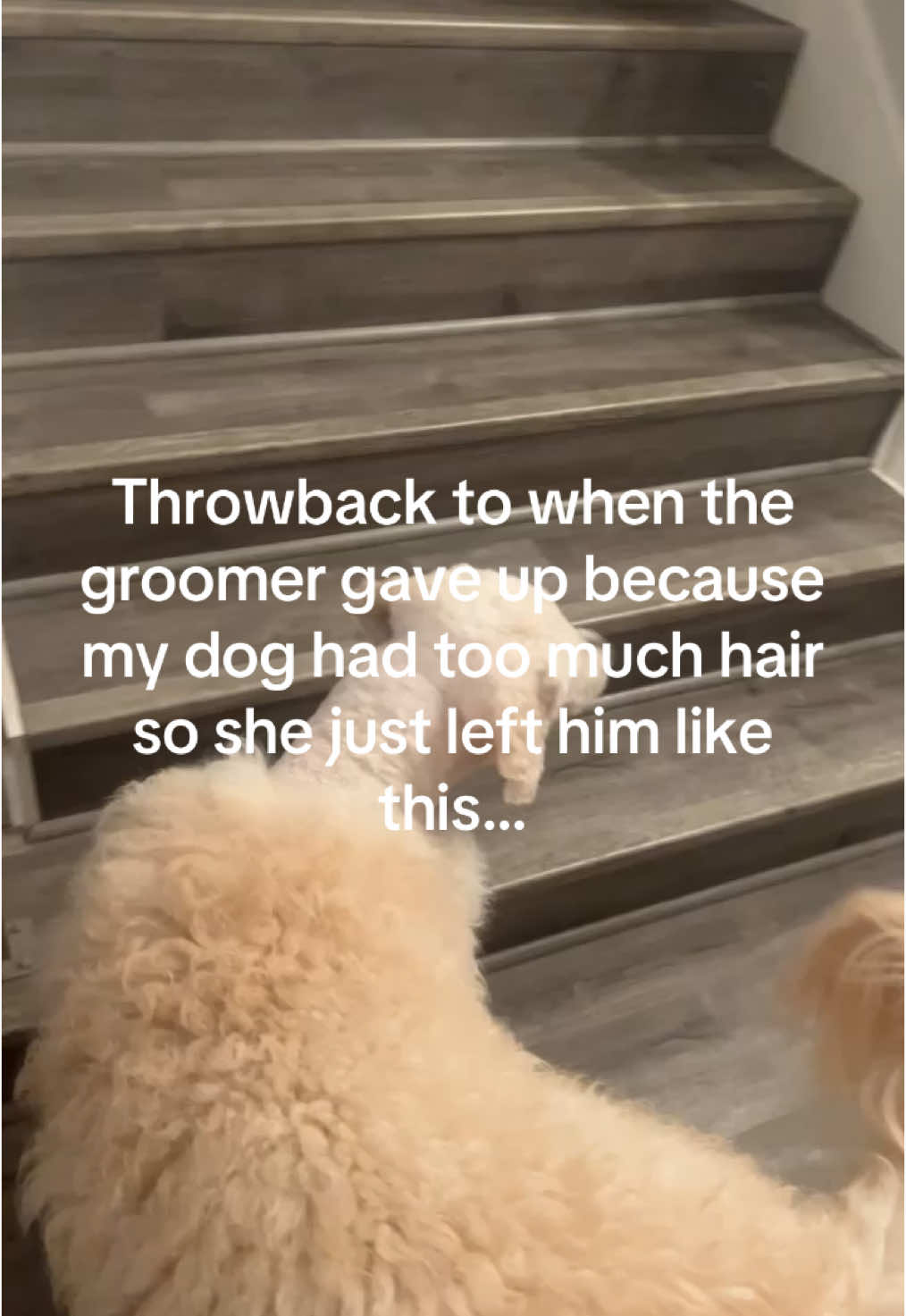 @pr1ncesspres I’m not shaming any groomers this is just a funny video! 1. It was...