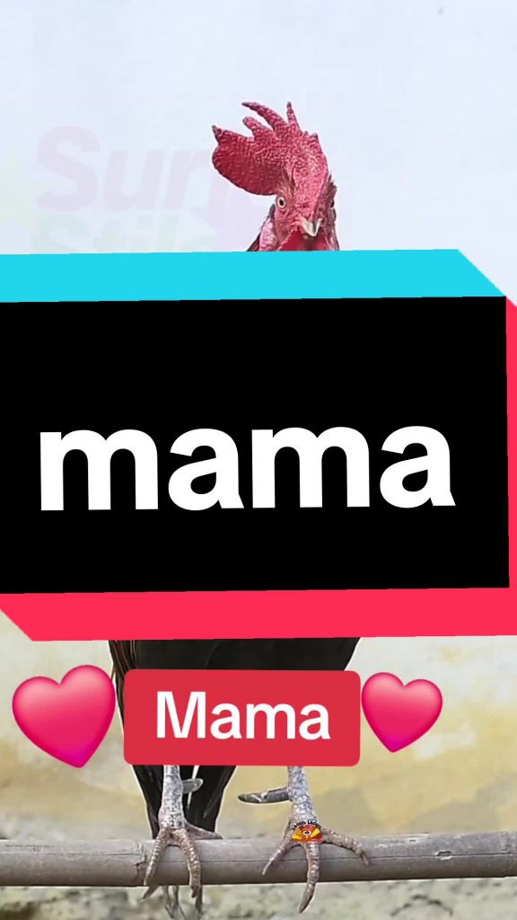 @sandralevel_artist #VoiceEffects #fyp #voorjou #hindoestaans #hindoestanenbelik...