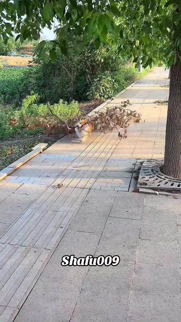 @shafu009 #粉丝一千万#pet#pets#cute#funny#viral#dog#funnydog#funnydogvideos#foryou#Io...