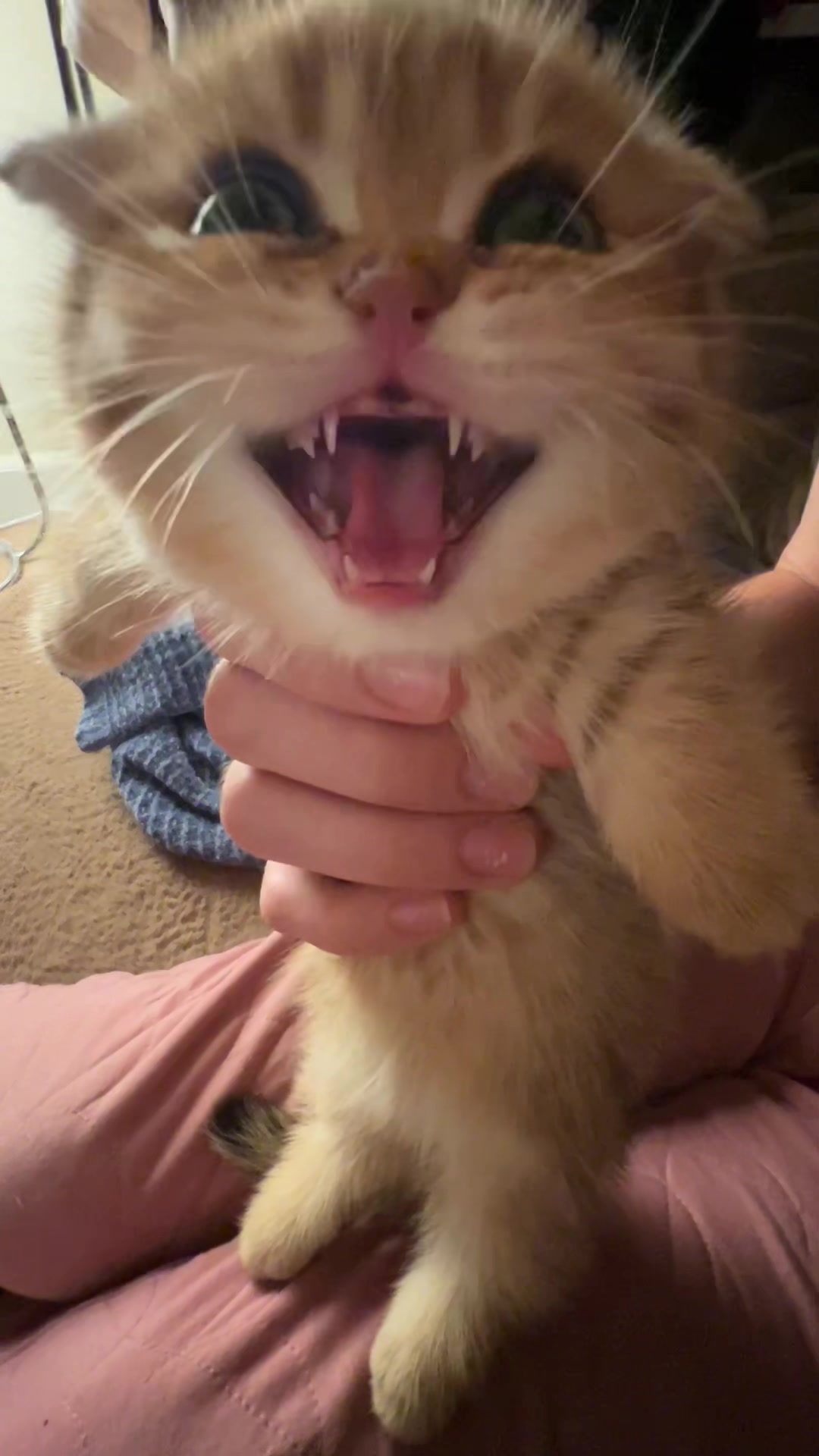 @sunkittencats this audio is so funny im crying (i also have no idea why we have...